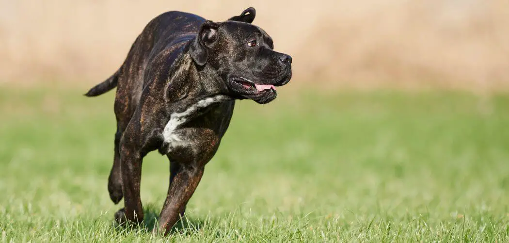 Cane Corso Top Speed
