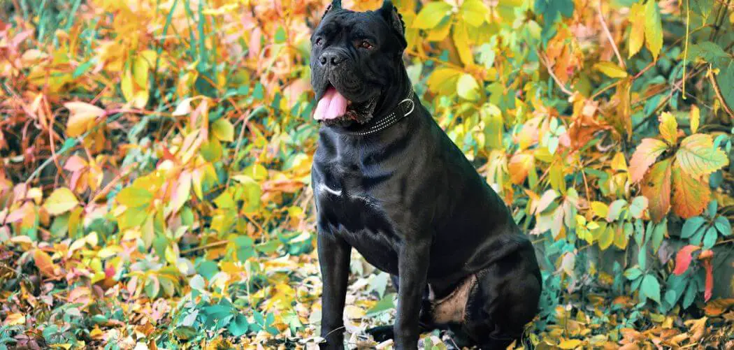 Cane Corso eat dirt