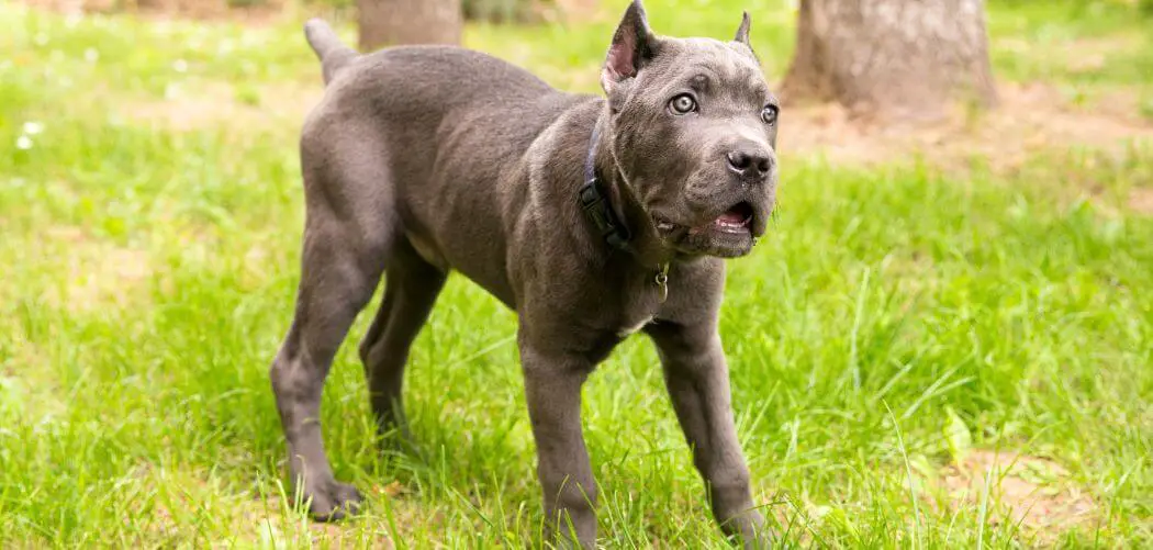 Cane Corso growl at me