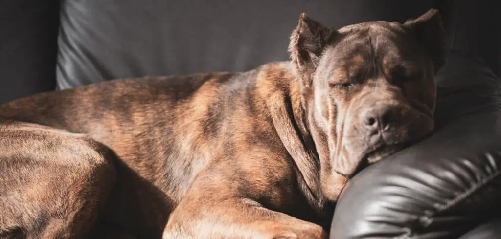 Cane Corso howling in sleep