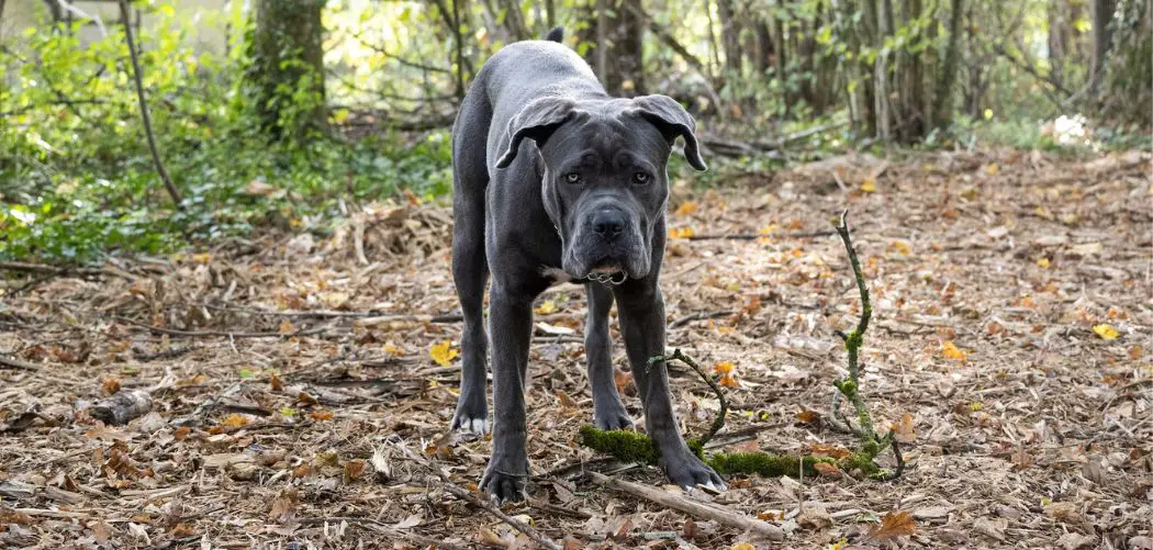 Cane Corso itching so much