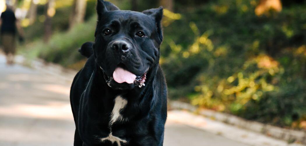 Cane Corso pee when excited