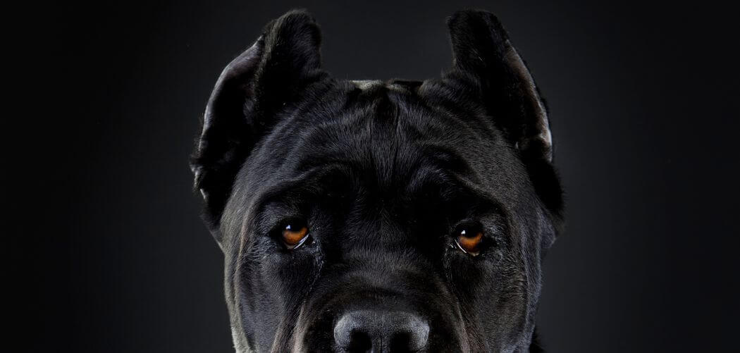 Cane Corso stare at me