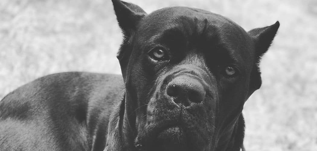 Cane Corso sudden death