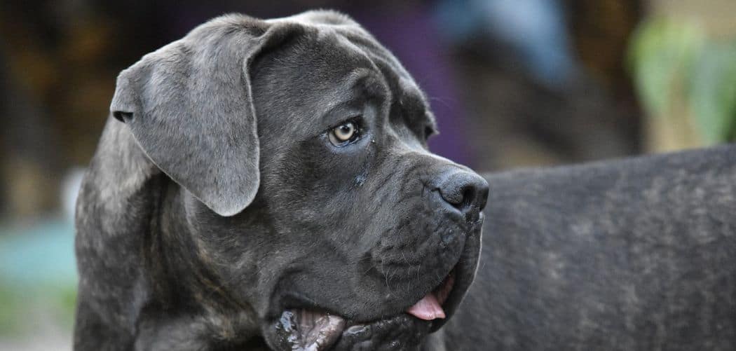 Cane corso dry skin