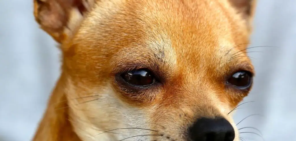 Chihuahua crying