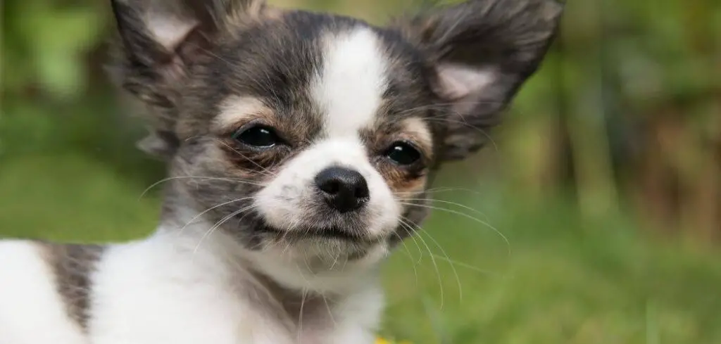Chihuahua so clingy