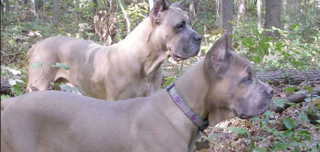 Formentino Cane Corso
