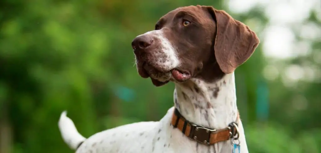 German shorthaired pointer breathing fast