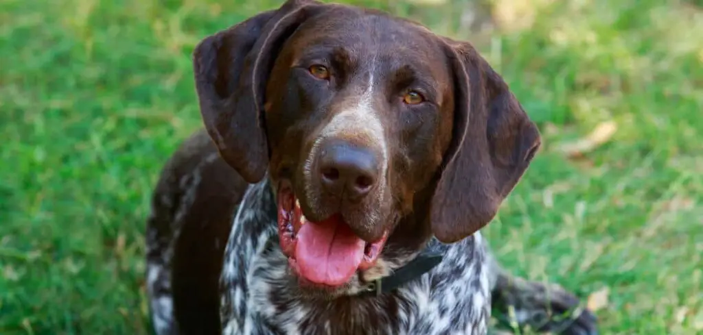 German shorthaired pointer crying