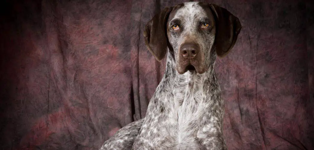 German Shorthaired Pointer Sensitive Stomach Causes And Effective Ways To Help Canines and Pups
