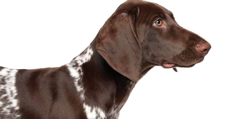 German shorthaired pointer shaking