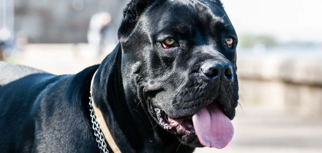 How To Keep Cane Corso Coat Shiny
