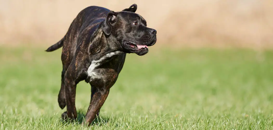 How to keep a Cane Corso from jumping at you
