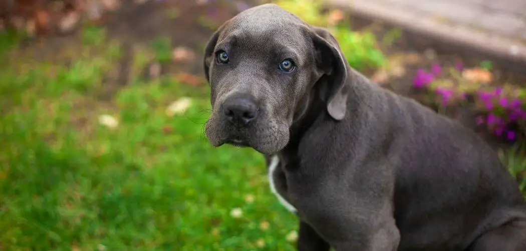My Cane Corso doesn't bark
