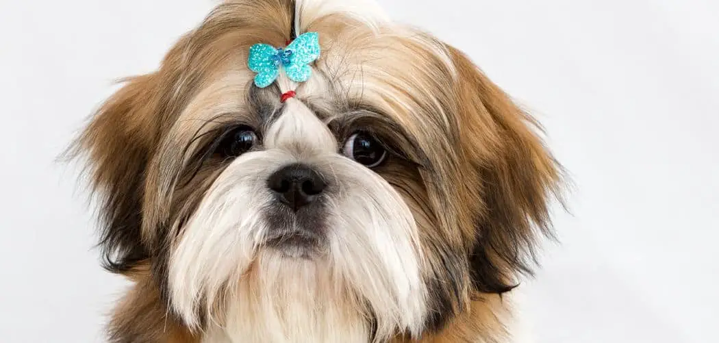 Shih tzu breathing fast