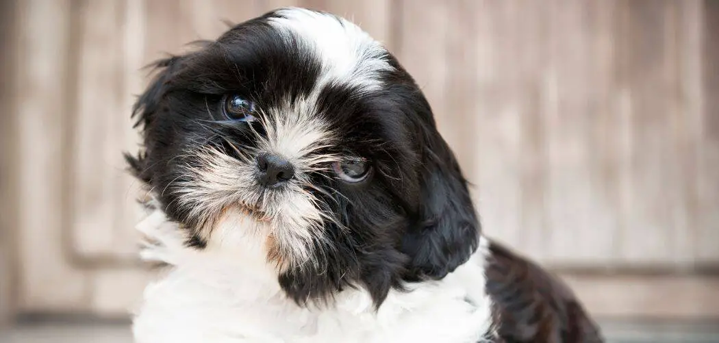 Shih Tzu Sensitive Stomach: Causes And Effective Ways To Help - Canines ...