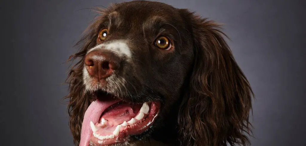 Springer spaniel breathing fast