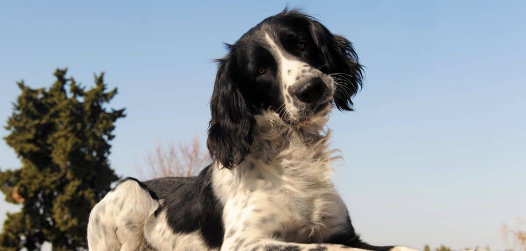 Springer spaniel crying