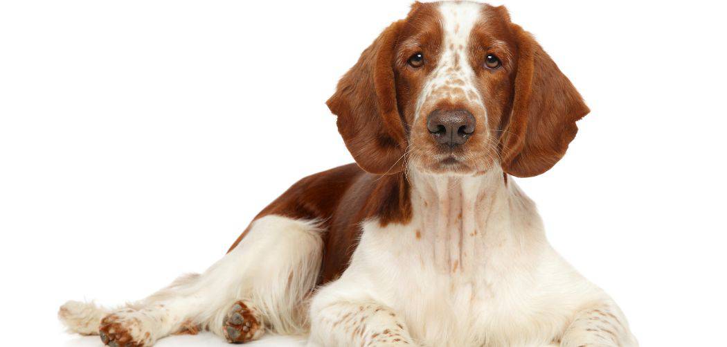 Springer spaniel sensitive stomach