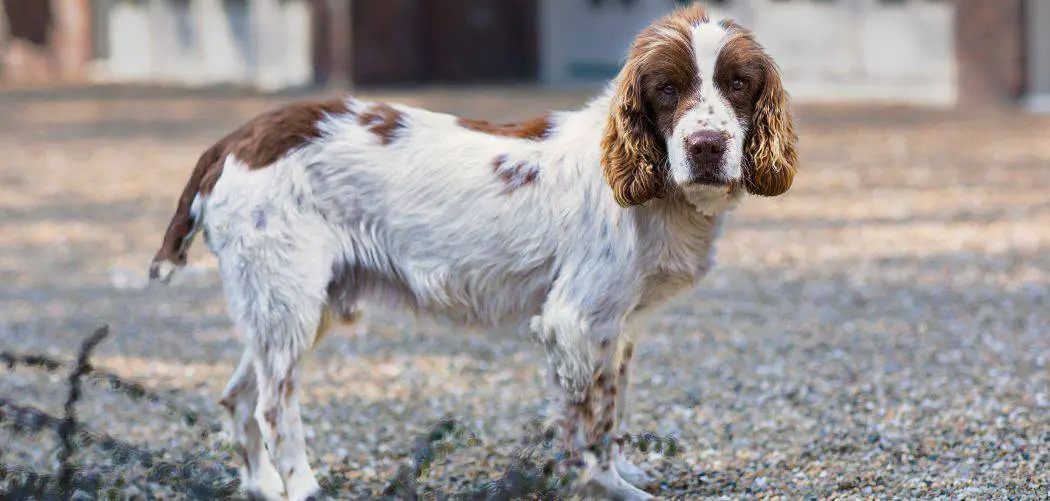 Springer spaniel shaking