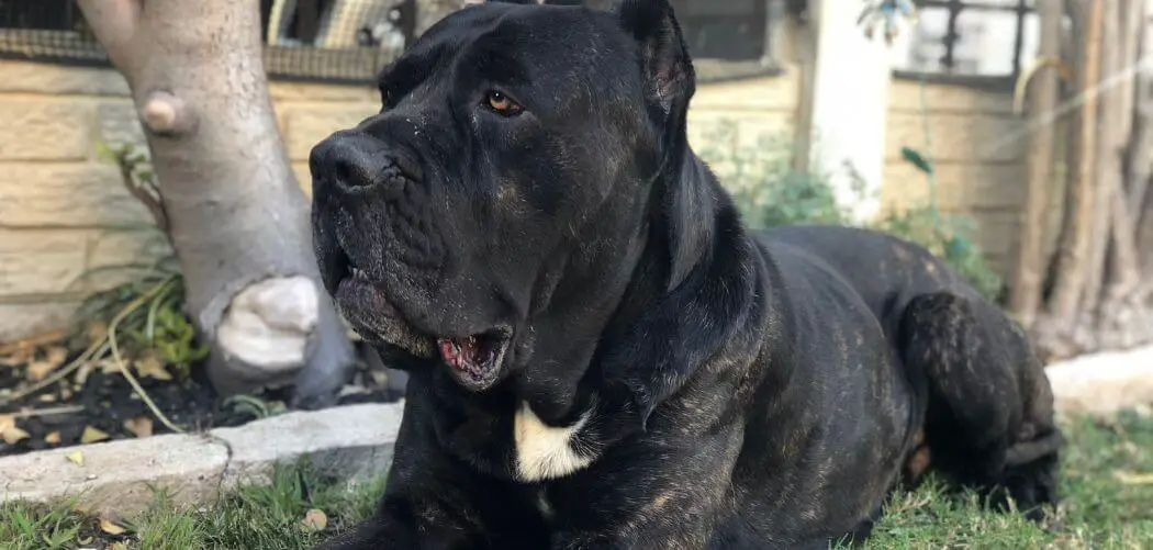 What Do Cane Corsos Die From