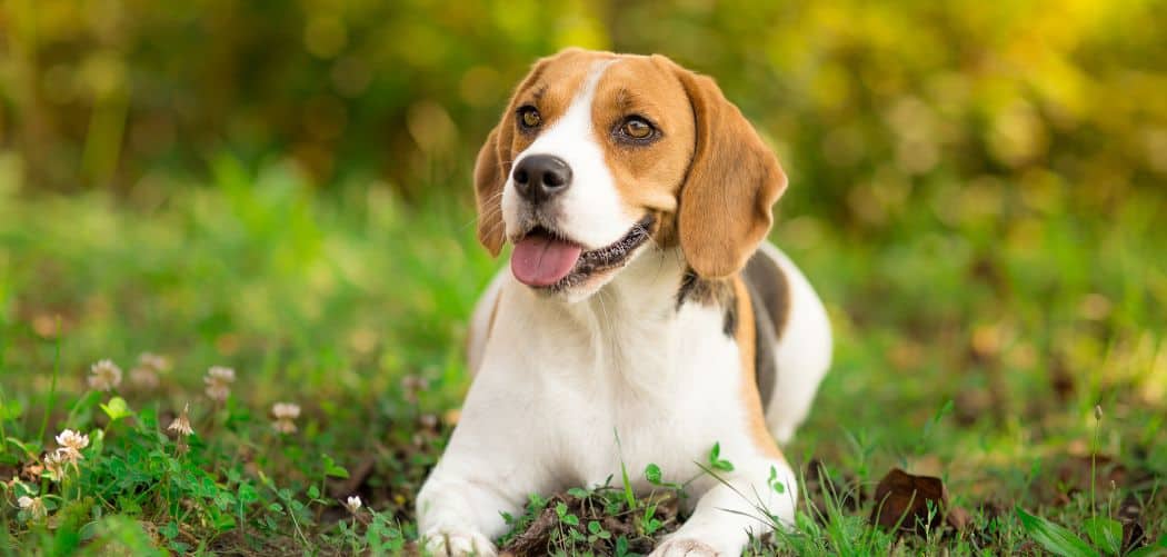 When do Beagles go into heat