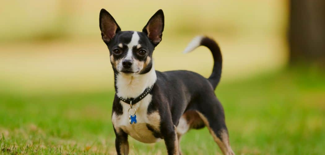 When do Chihuahuas go into heat