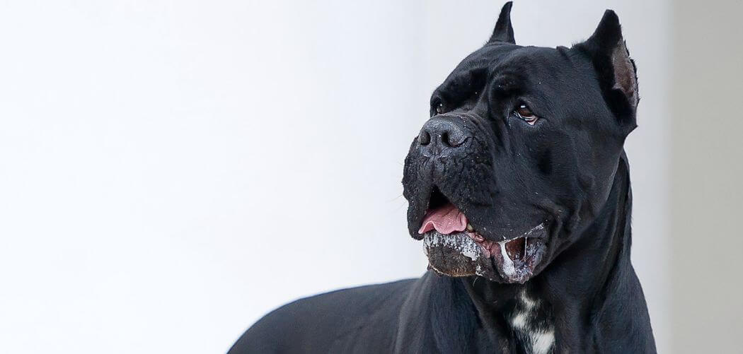 Why Does My Cane Corso Sit On Me