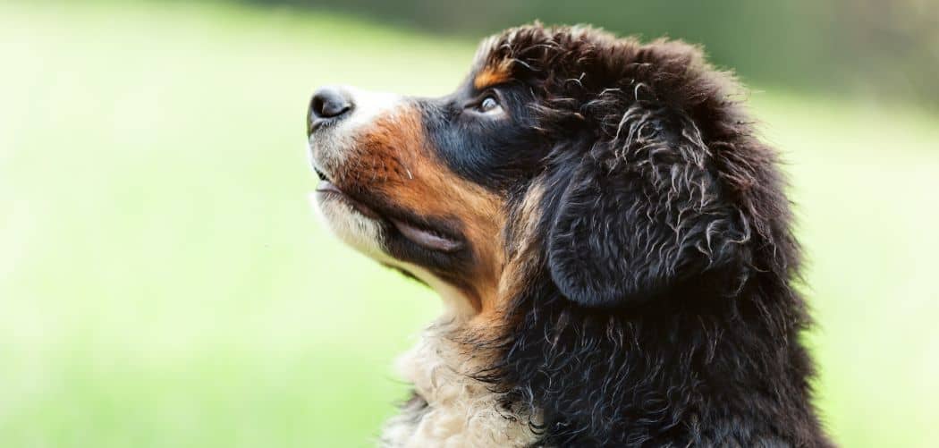 Why Is My Bernese Mountain Dog Shedding So Much? Here’s Why Canines