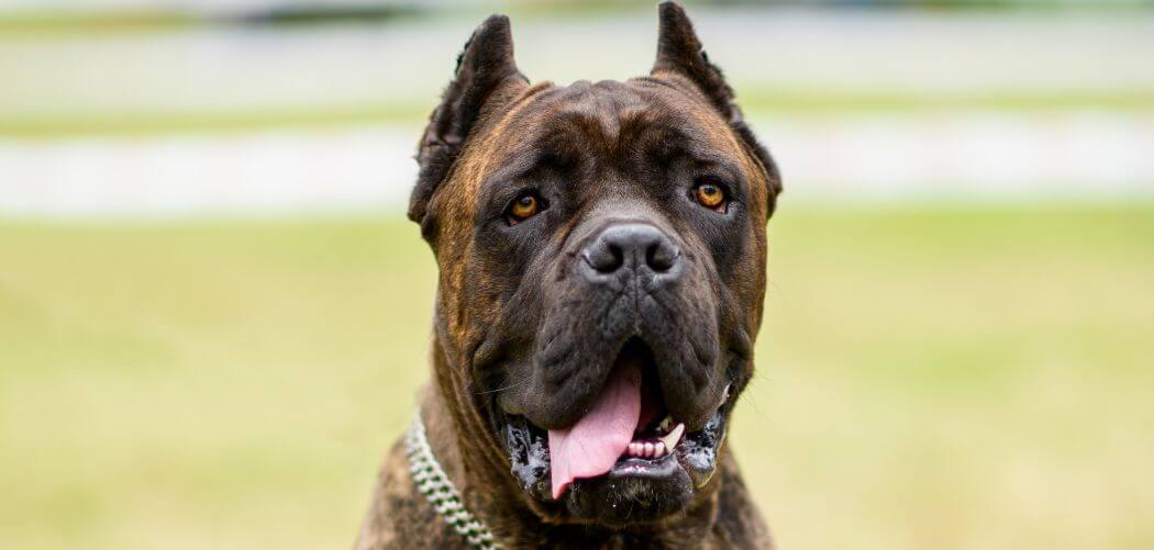 Why do Cane Corsos lick so much