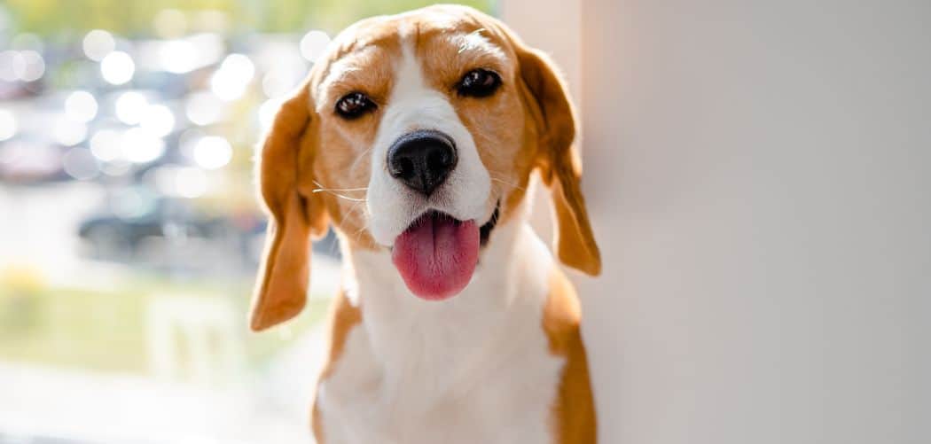 Why is my Beagle so clingy