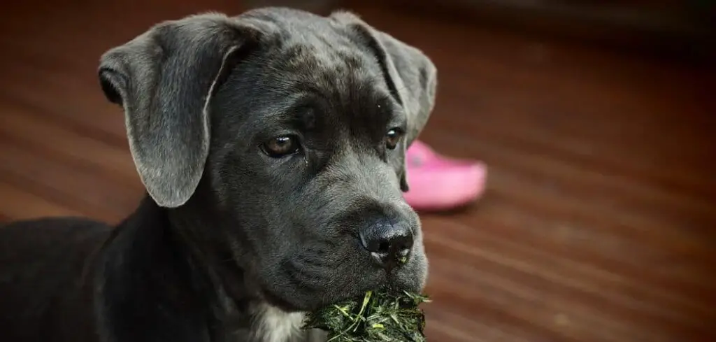 Why is my Cane Corso eating grass