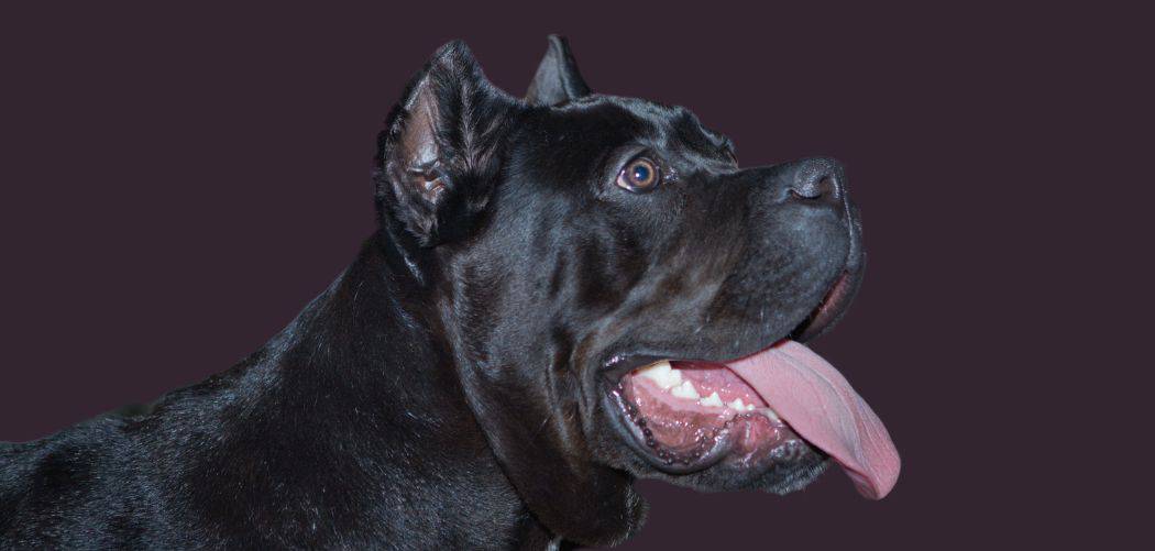 can cane corsos be left alone