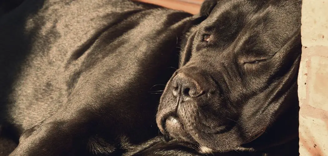 cane corso acting weird