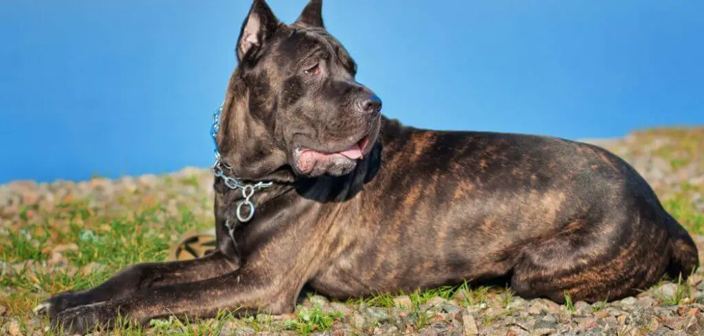 fat cane corso