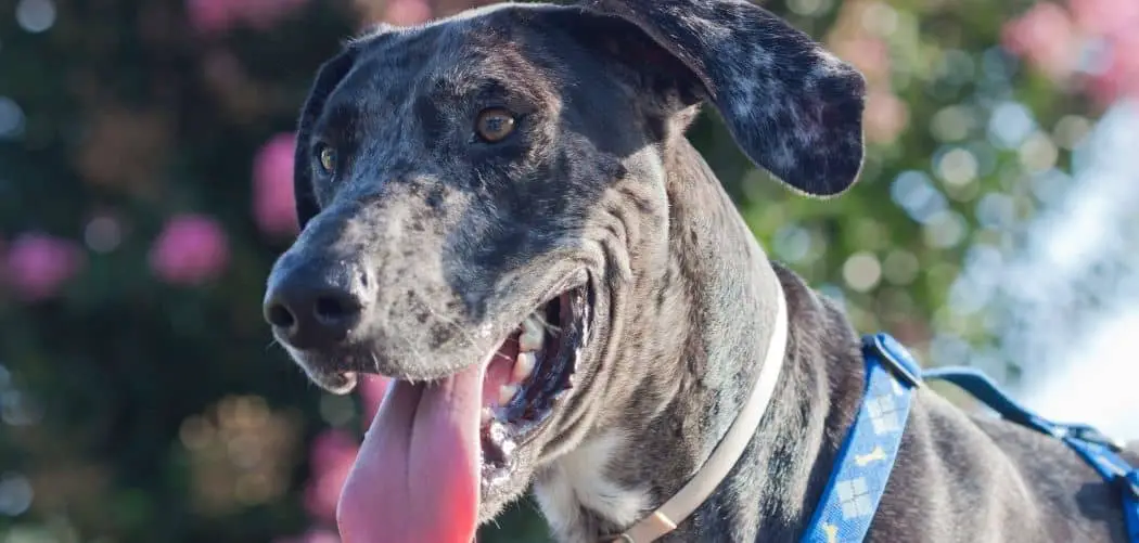 great dane hacking
