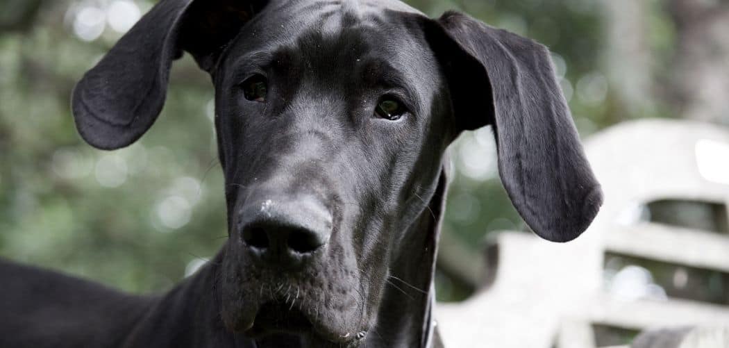 great dane having seizures