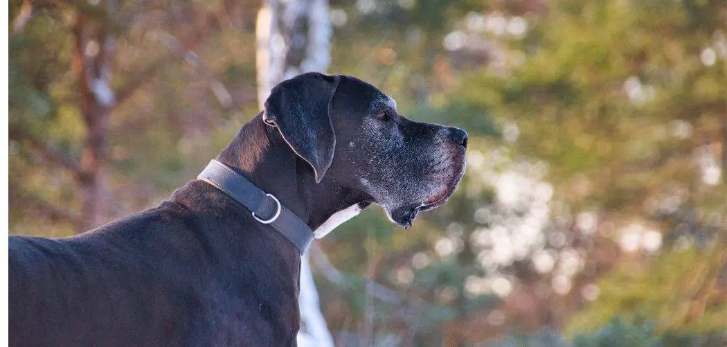 great dane howling