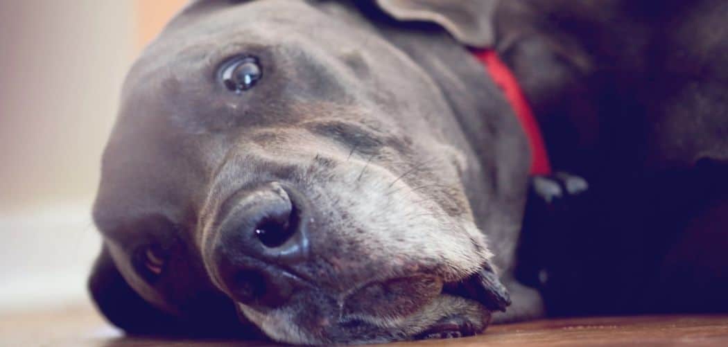 great dane not eating