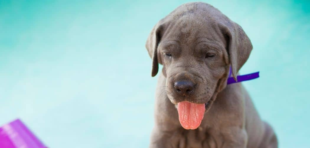 great dane puppy keeps biting