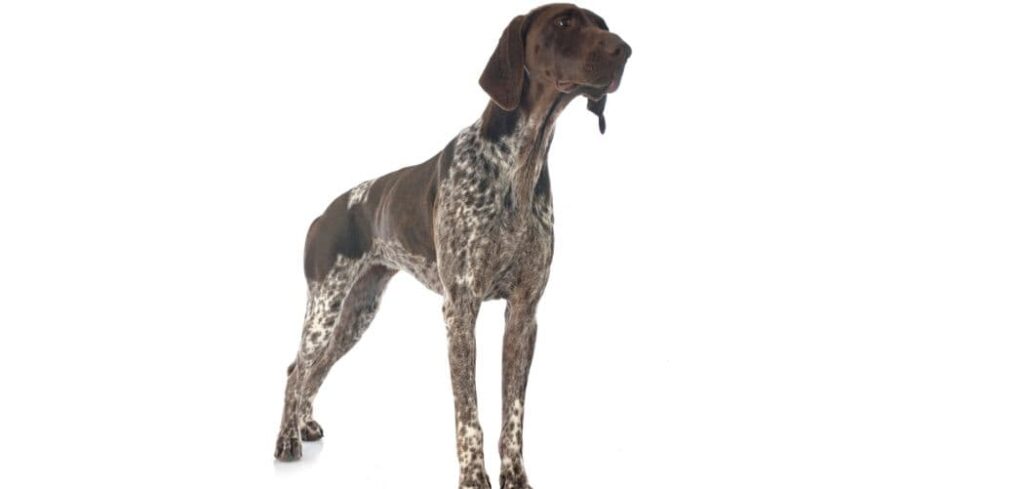 is my German shorthaired pointer too skinny