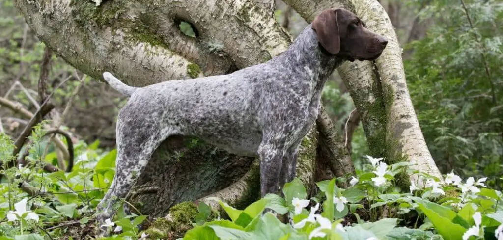 when do German shorthaired pointers go into heat