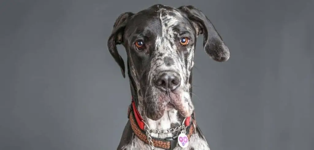 why do great danes lick so much