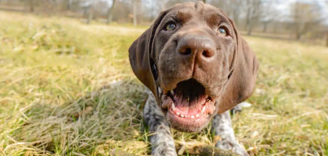 why is my German shorthaired Pointer so clingy
