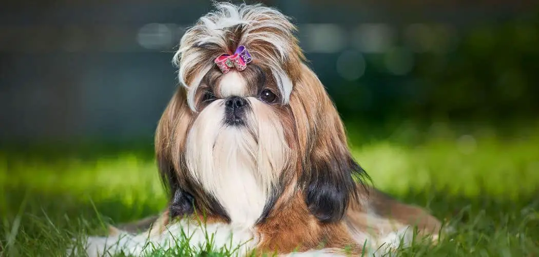 why is my Shih tzu so clingy