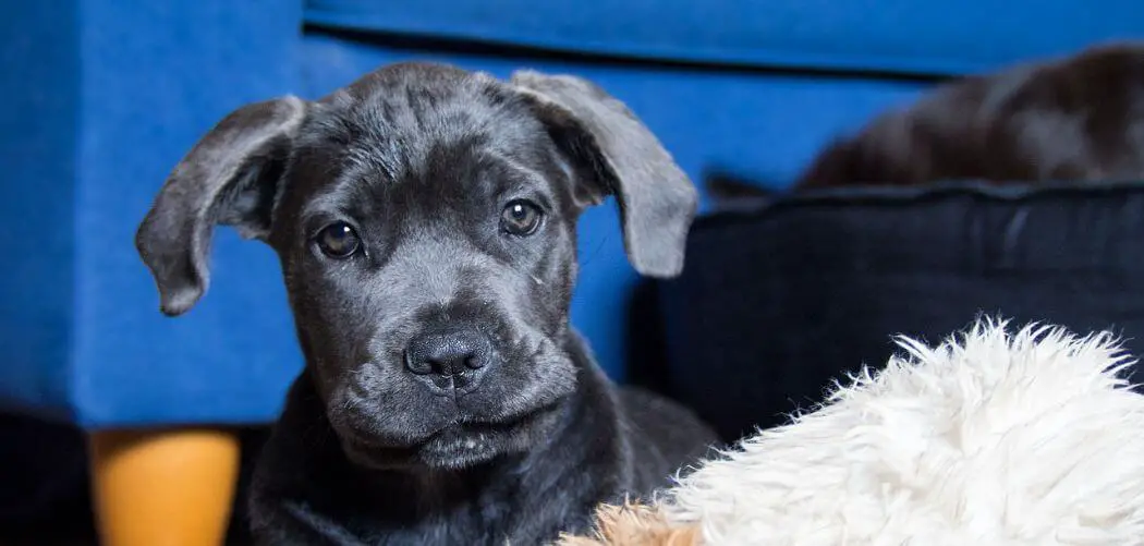 why is my cane corso biting me