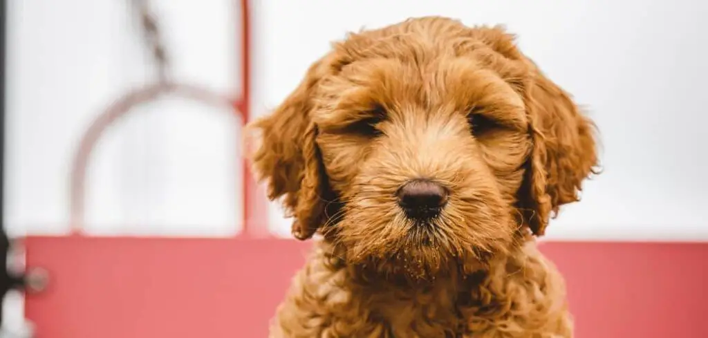 Aussidoodle shaking