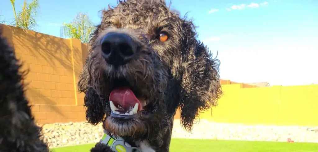 Aussiedoodle Heavy Breathing