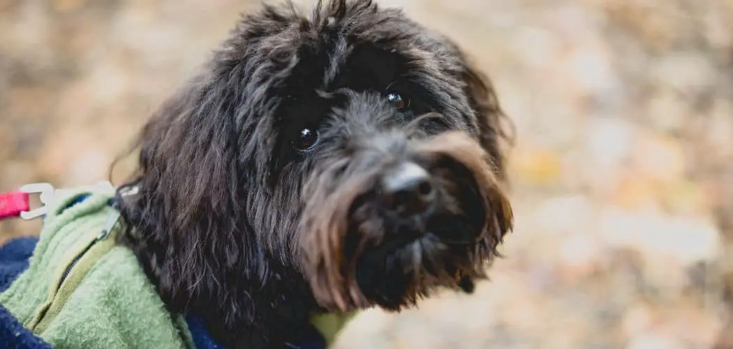 Aussiedoodle crying